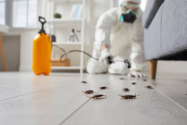 Commercial Kitchen Cockroach Control in Firebaugh
